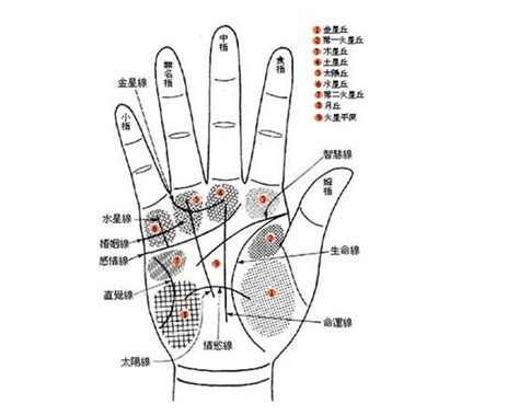 手指形狀手相|手相:相形,相關起源,左右手,三大紋路,十字紋,星紋,島紋…